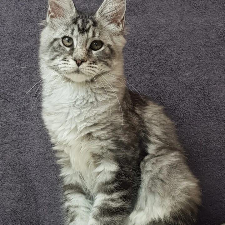 Patricia (B) Maine Coon Kittens | Kittens for sale.