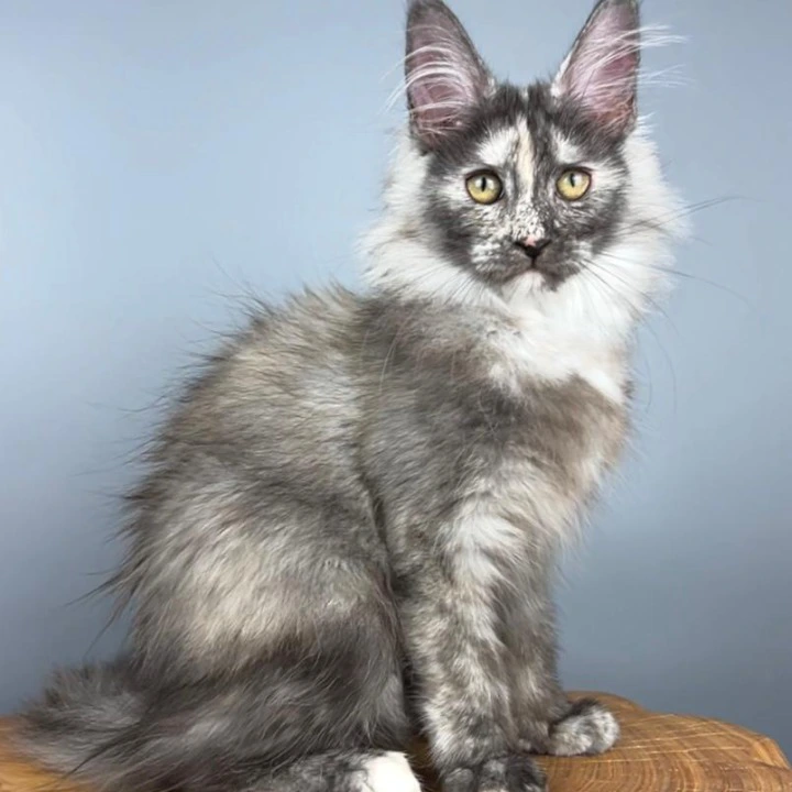 Olimpia Maine Coon Kittens | Large selection of kittens. 