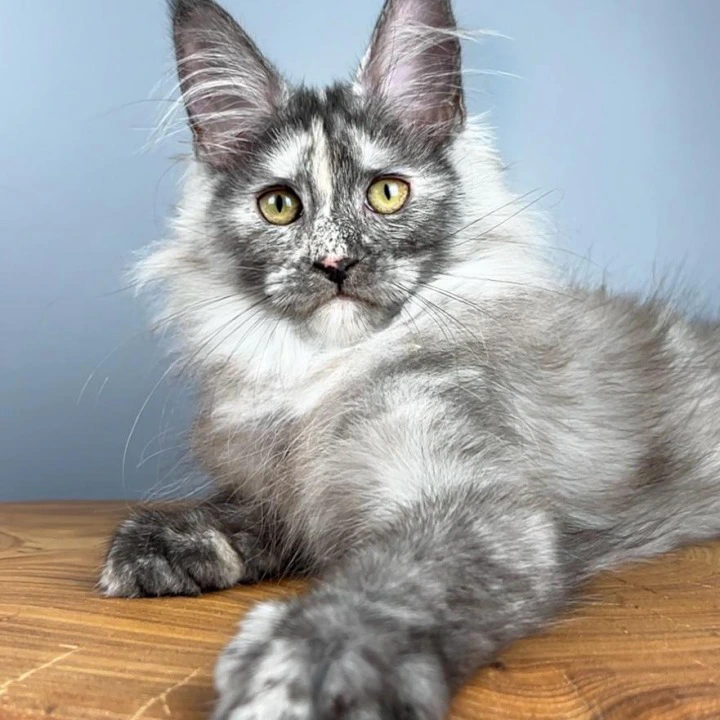 Olimpia Maine Coon Kittens | Large selection of kittens. 