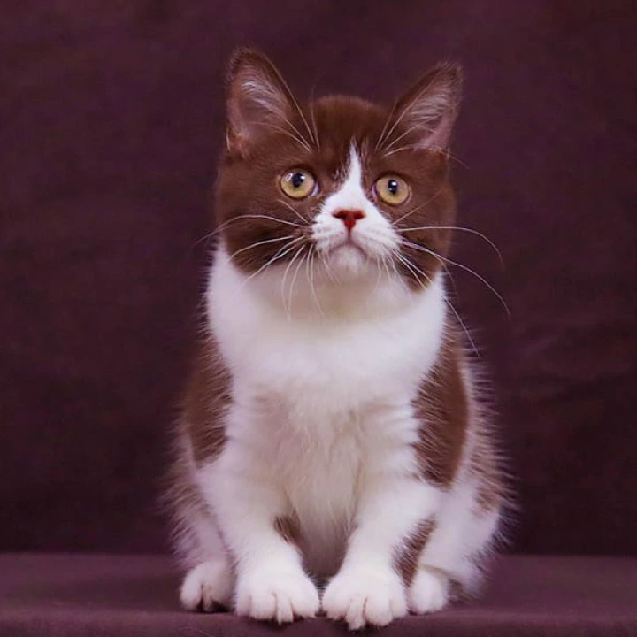 Xandra British Shorthair Kittens | Buy a kitten. 
