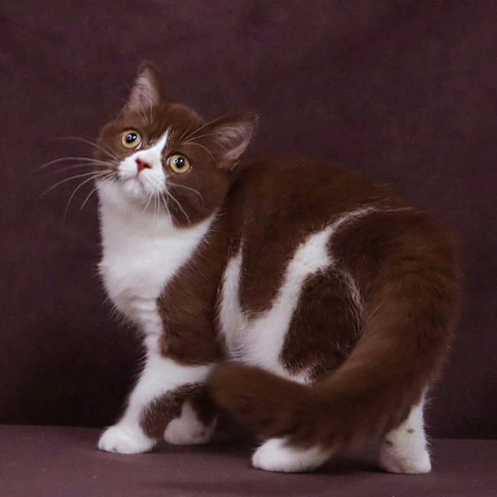 Xandra British Shorthair Kittens | Buy a kitten. 