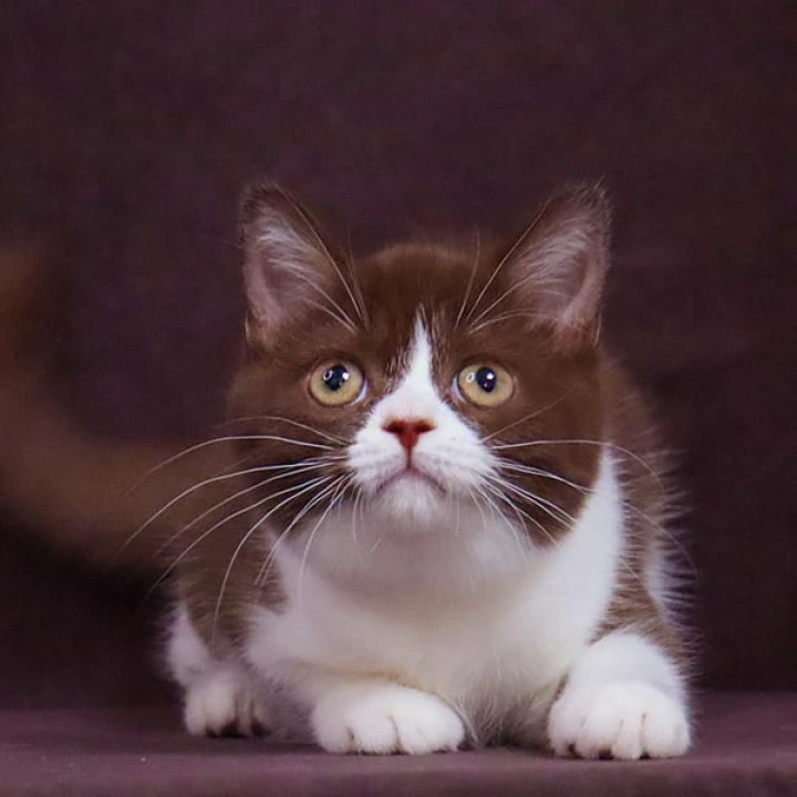 Xandra British Shorthair Kittens | Buy a kitten. 