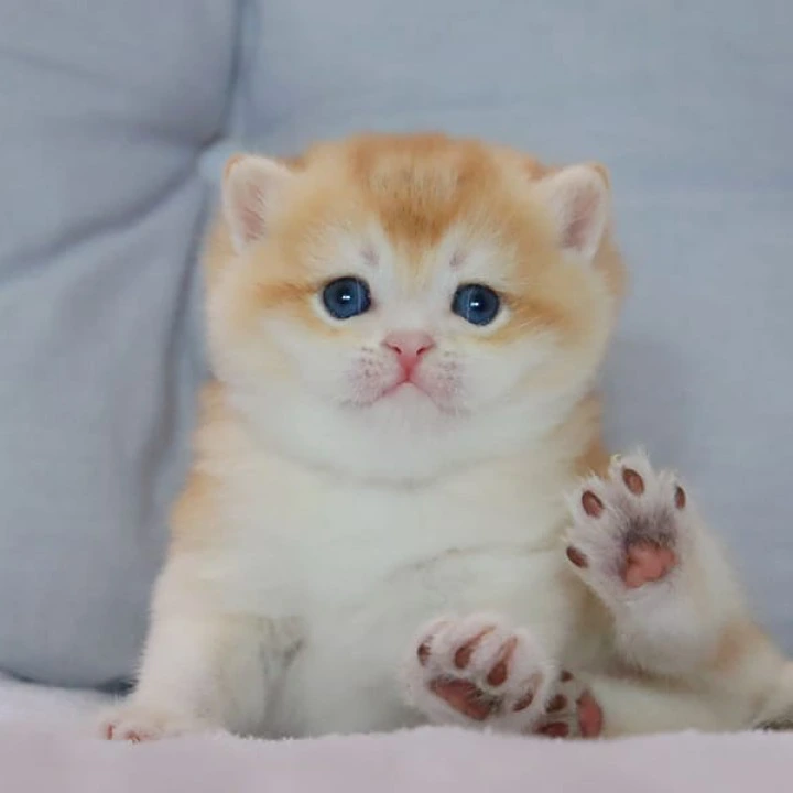 Yaguar British Shorthair Kittens | Kittens for sale. 