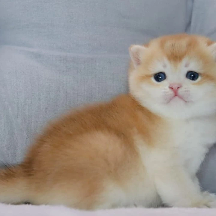 Yaguar British Shorthair Kittens | Kittens for sale. 