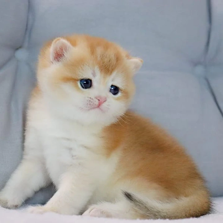 Yaguar British Shorthair Kittens | Kittens for sale. 