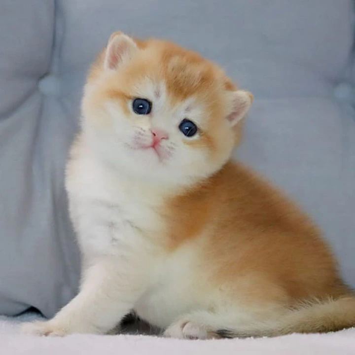 Yaguar British Shorthair Kittens | Kittens for sale. 