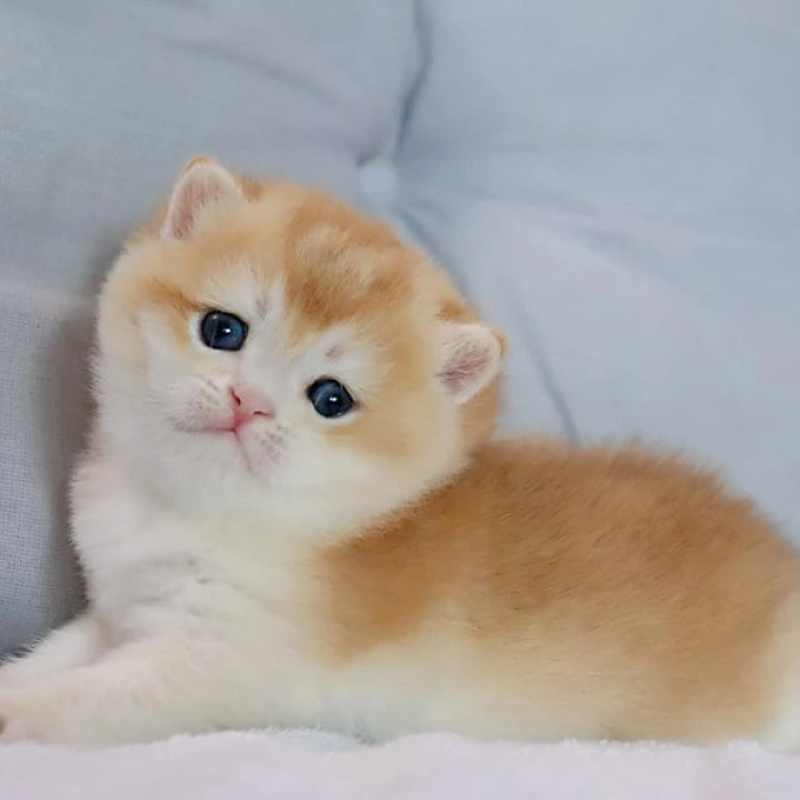 Yaguar British Shorthair Kittens | Kittens for sale. 