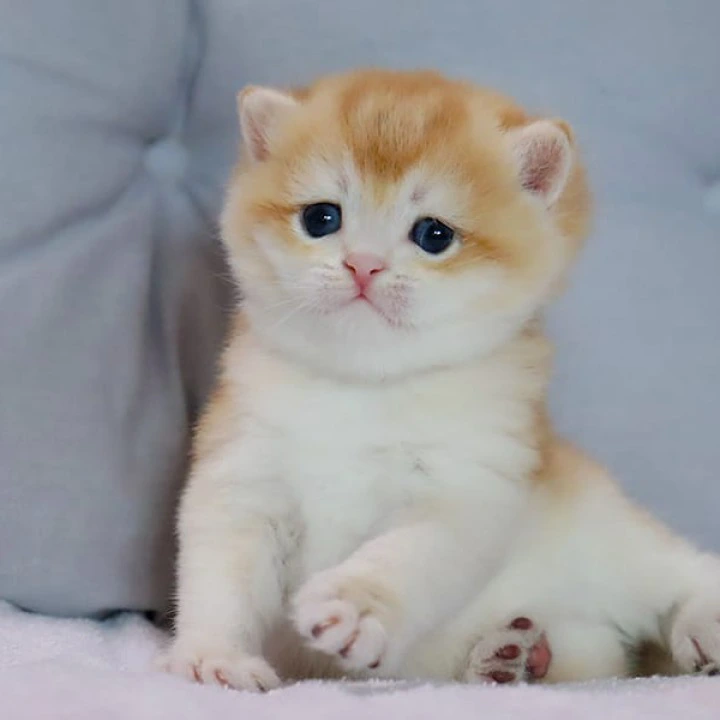 Yaguar British Shorthair Kittens | Kittens for sale. 