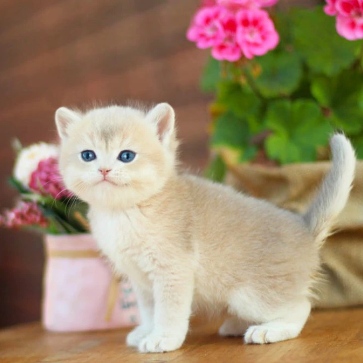 Mark British Shorthair Kittens | Buy a kitten. 