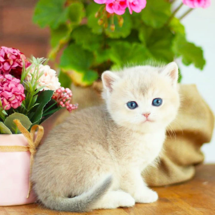 Mark British Shorthair Kittens | Buy a kitten.