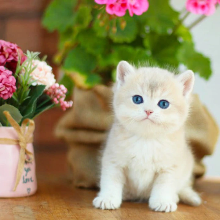 Mark British Shorthair Kittens | Buy a kitten.