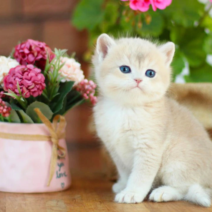 Mark British Shorthair Kittens | Buy a kitten.