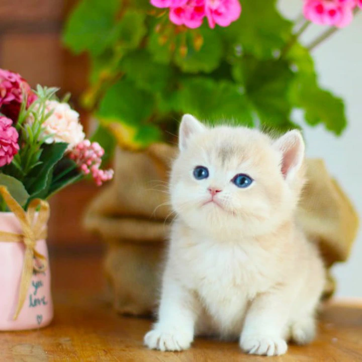 Mark British Shorthair Kittens | Buy a kitten.