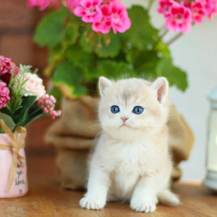 Mark British Shorthair Kittens | Buy a kitten. 