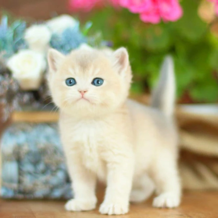 Maryana British Shorthair Kittens | Kittens for sale. 