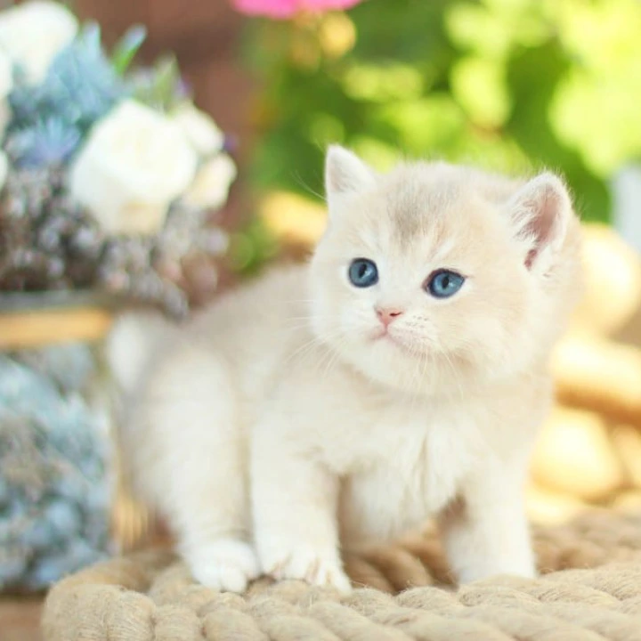 Maryana British Shorthair Kittens | Kittens for sale. 