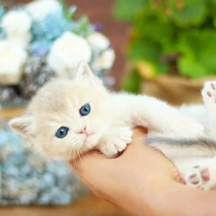 Maryana British Shorthair Kittens | Kittens for sale. 
