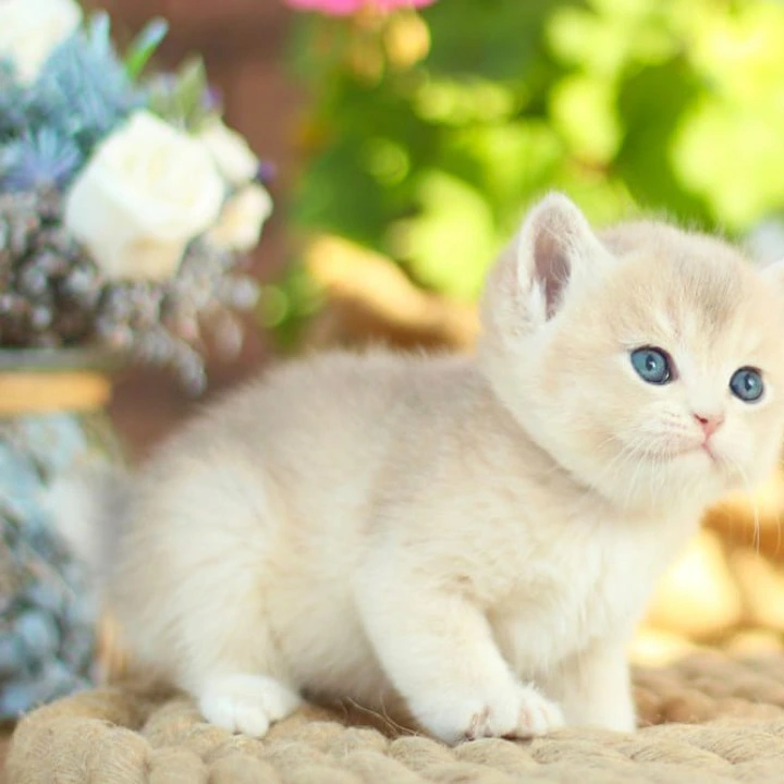Maryana British Shorthair Kittens | Kittens for sale. 