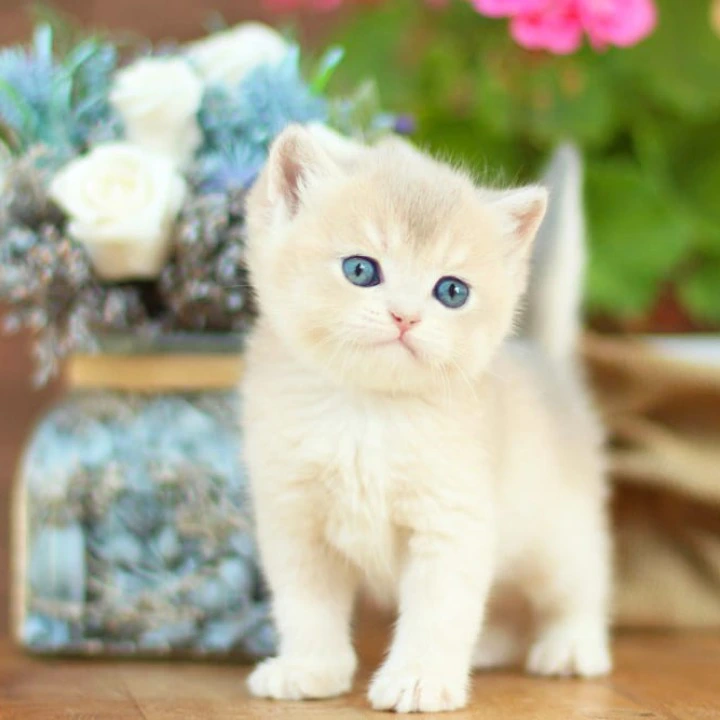 Maryana British Shorthair Kittens | Kittens for sale. 