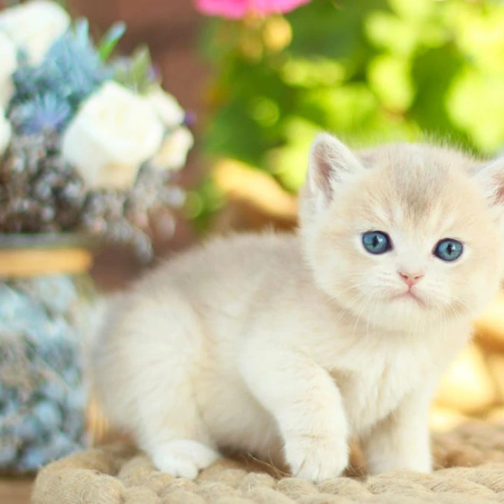 Maryana British Shorthair Kittens | Kittens for sale. 