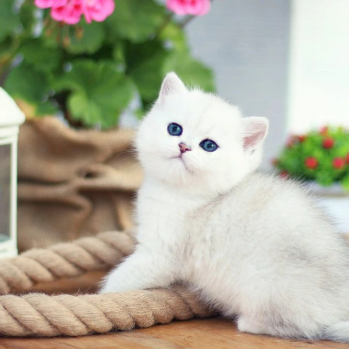 Nicole British Shorthair Kittens | Kitten for sale. 