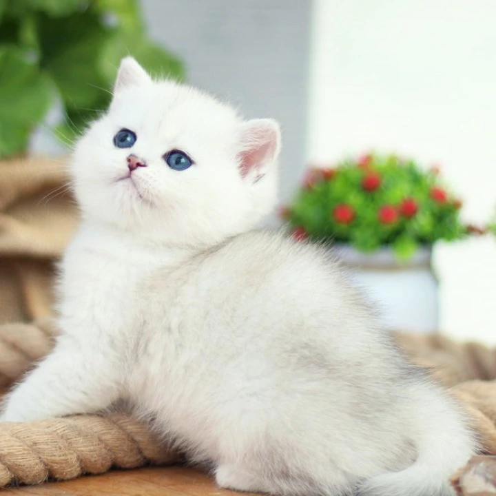 Nicole British Shorthair Kittens | Kitten for sale.