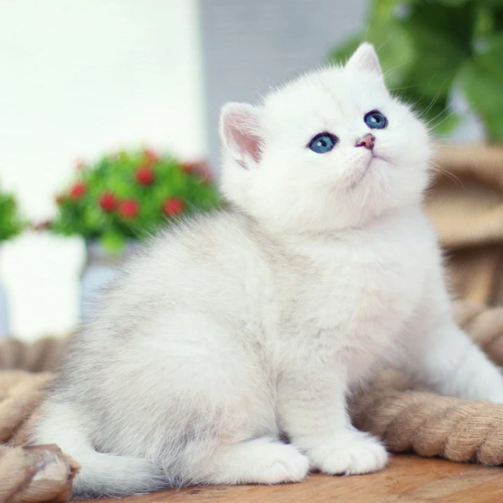 Nicole British Shorthair Kittens | Kitten for sale.