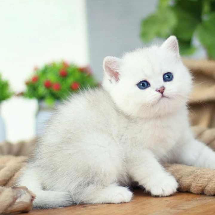 Nicole British Shorthair Kittens | Kitten for sale.