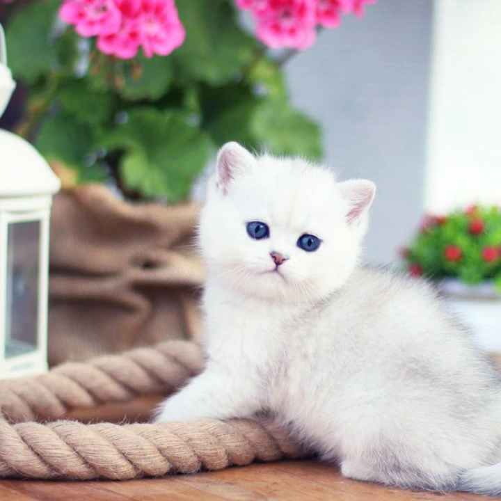 Nicole British Shorthair Kittens | Kitten for sale. 