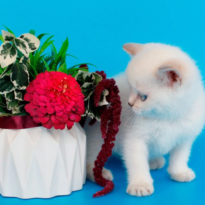 Raff British Shorthair Kittens | Kittens for sale. 