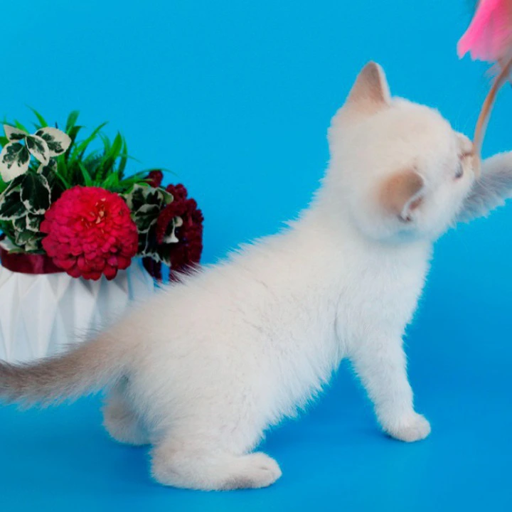 Raff British Shorthair Kittens | Kittens for sale.