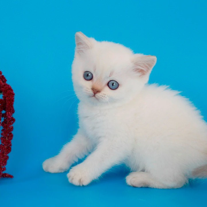 Raff British Shorthair Kittens | Kittens for sale.