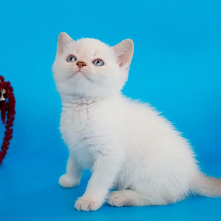 Raff British Shorthair Kittens | Kittens for sale.