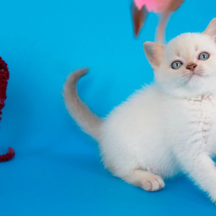 Raff British Shorthair Kittens | Kittens for sale. 