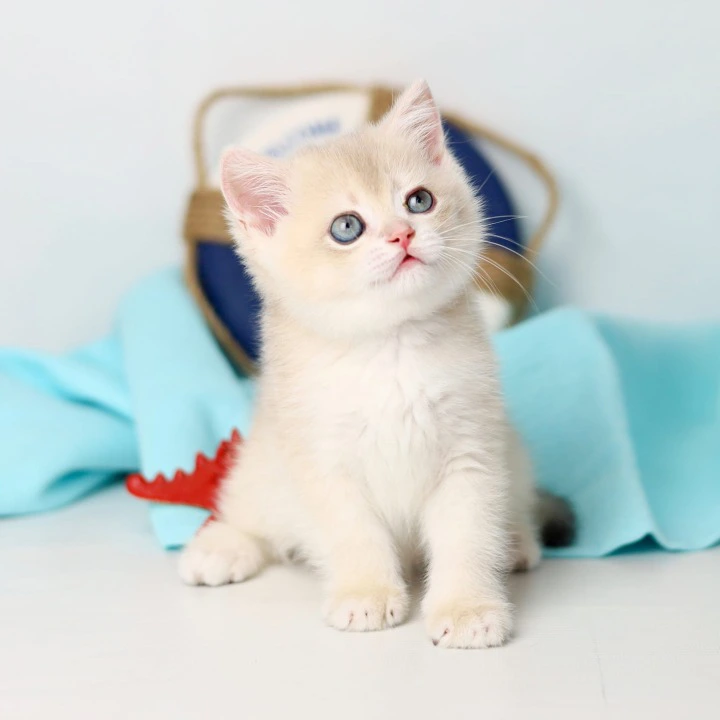 Luntik British Shorthair Kittens | Buy a kitten. 