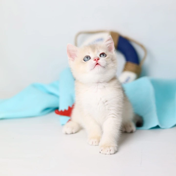 Luntik British Shorthair Kittens | Buy a kitten. 
