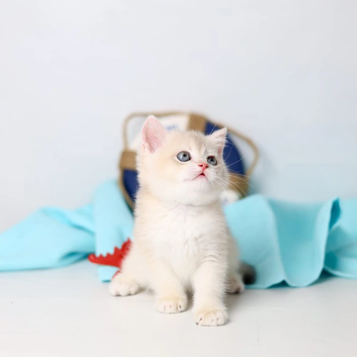 Luntik British Shorthair Kittens | Buy a kitten. 