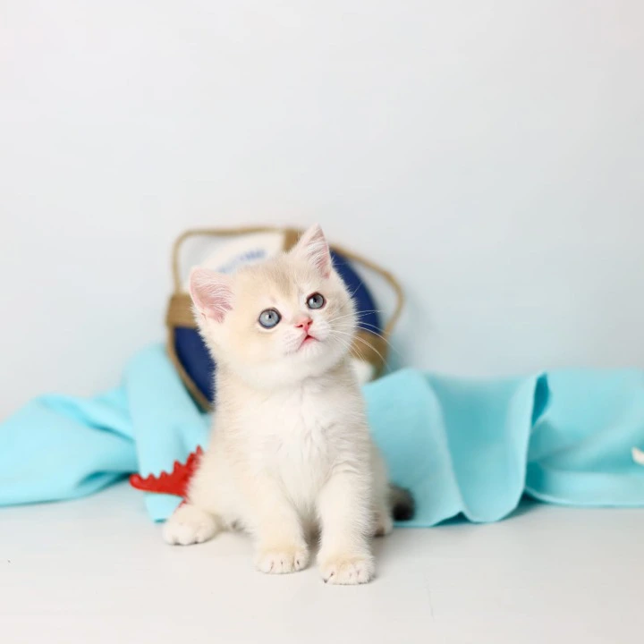 Luntik British Shorthair Kittens | Buy a kitten. 
