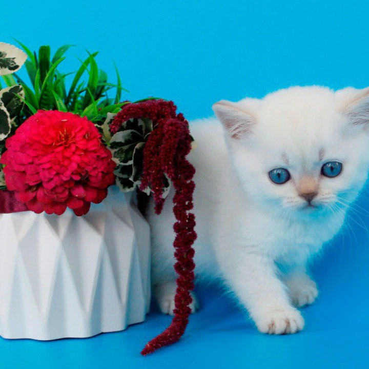 Reya British Shorthair Kittens | Kitten for sale. 