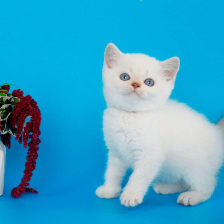 Reya British Shorthair Kittens | Kitten for sale. 