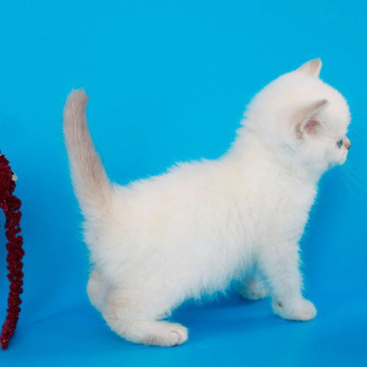Reya British Shorthair Kittens | Kitten for sale. 