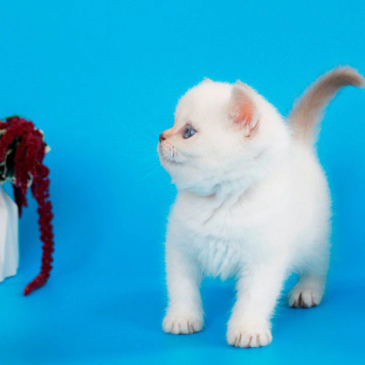 Reya British Shorthair Kittens | Kitten for sale. 