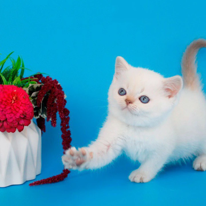 Reya British Shorthair Kittens | Kitten for sale. 