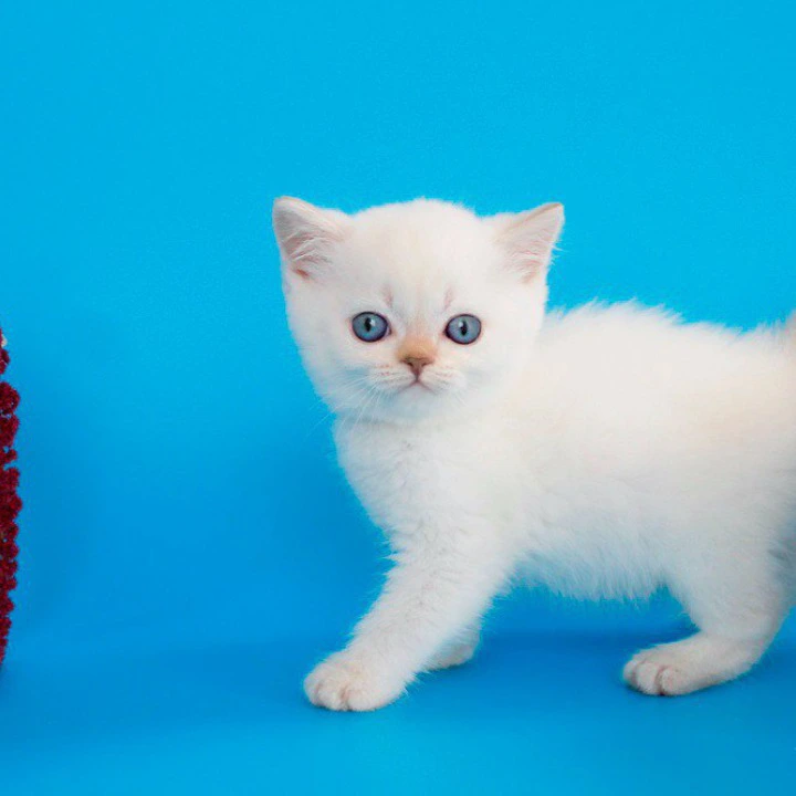 Reya British Shorthair Kittens | Kitten for sale. 