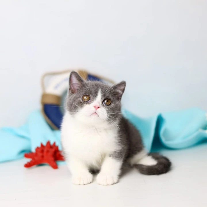 Clark British Shorthair Kittens | Large selection of kittens. 