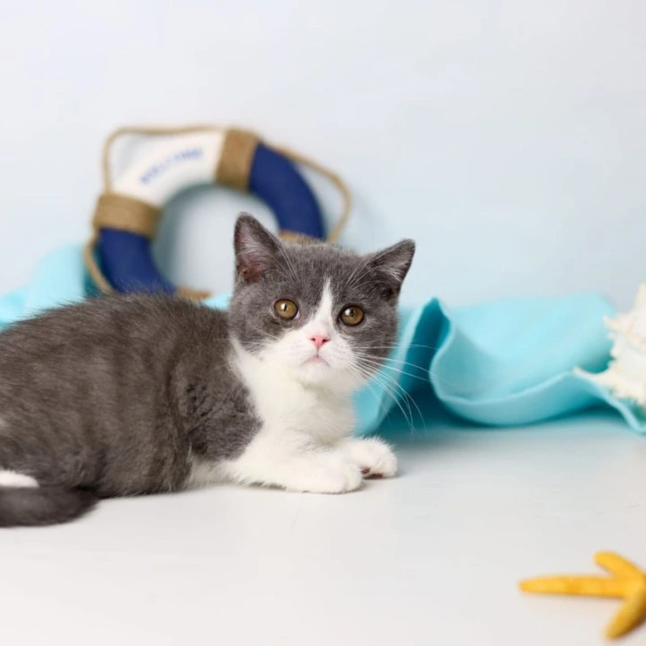 Clark British Shorthair Kittens | Large selection of kittens. 