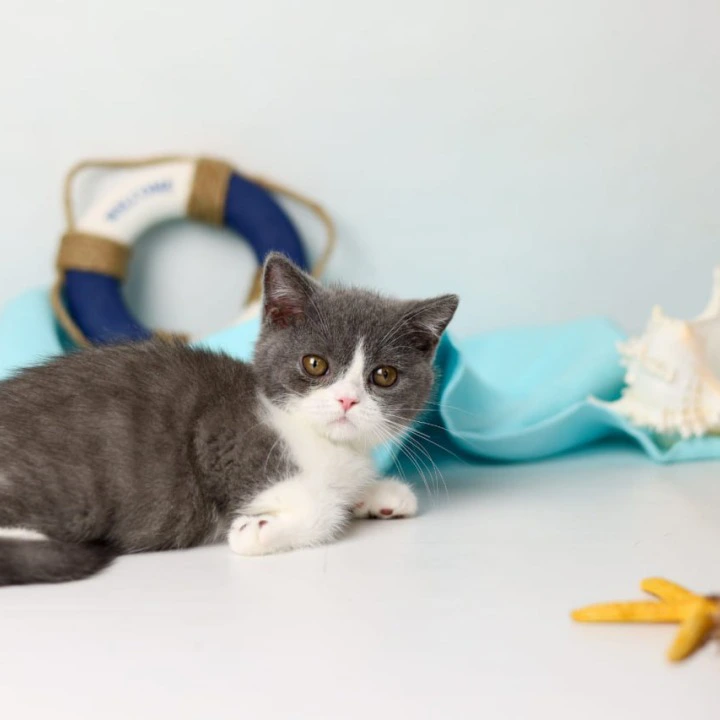 Clark British Shorthair Kittens | Large selection of kittens. 