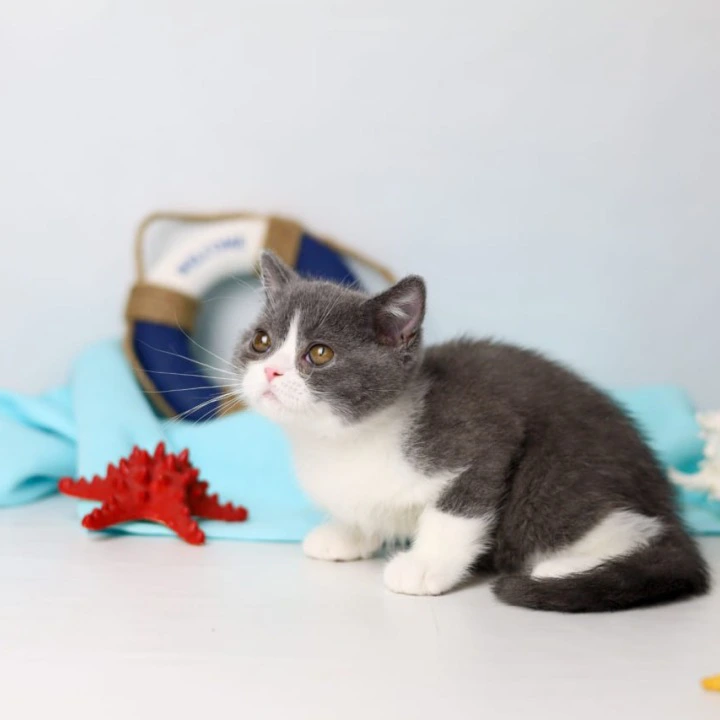 Clark British Shorthair Kittens | Large selection of kittens. 