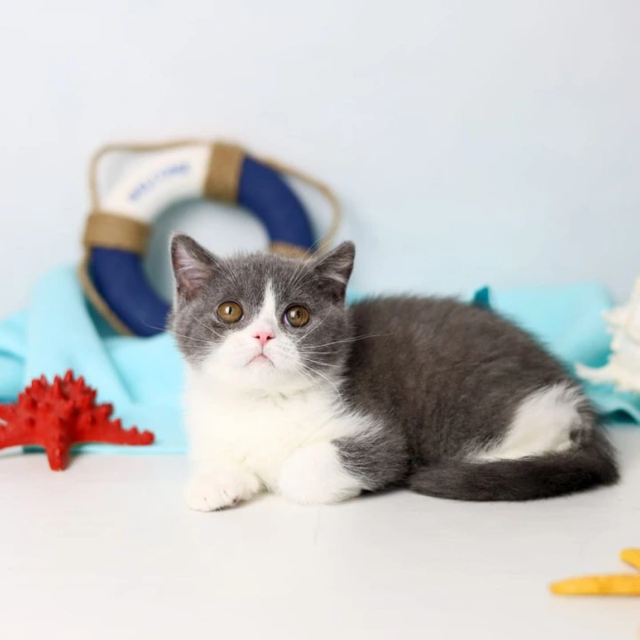 Clark British Shorthair Kittens | Large selection of kittens. 