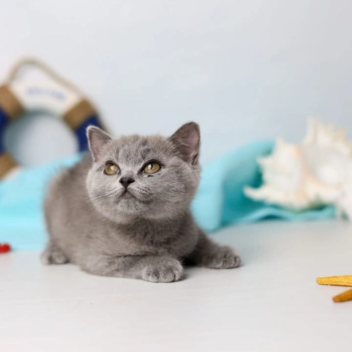 Сeleste British Shorthair Kittens | Kitten for sale. 